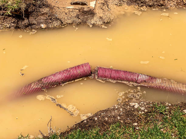 Best Mold removal after water damage  in Neillsville, WI